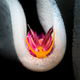 “Inside the Eggs”: Macro Award Runner Up
